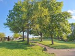 auf dem Foto sind 4 Bäume in einem satten Grün zu sehen in der Mitte verläuft ein Weg