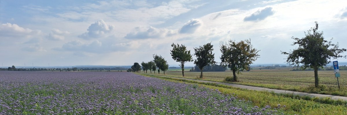Feldmark zwischen Harsum und Algermissen
