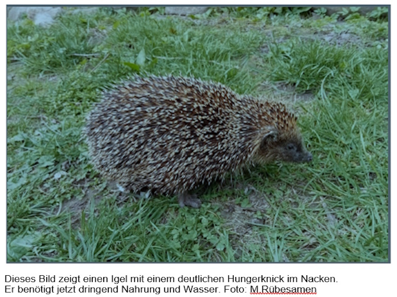 Auf dem Bild sieht man einen Igel auf der Wiese