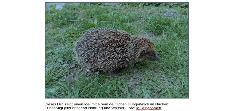 Auf dem Bild sieht man einen Igel auf der Wiese