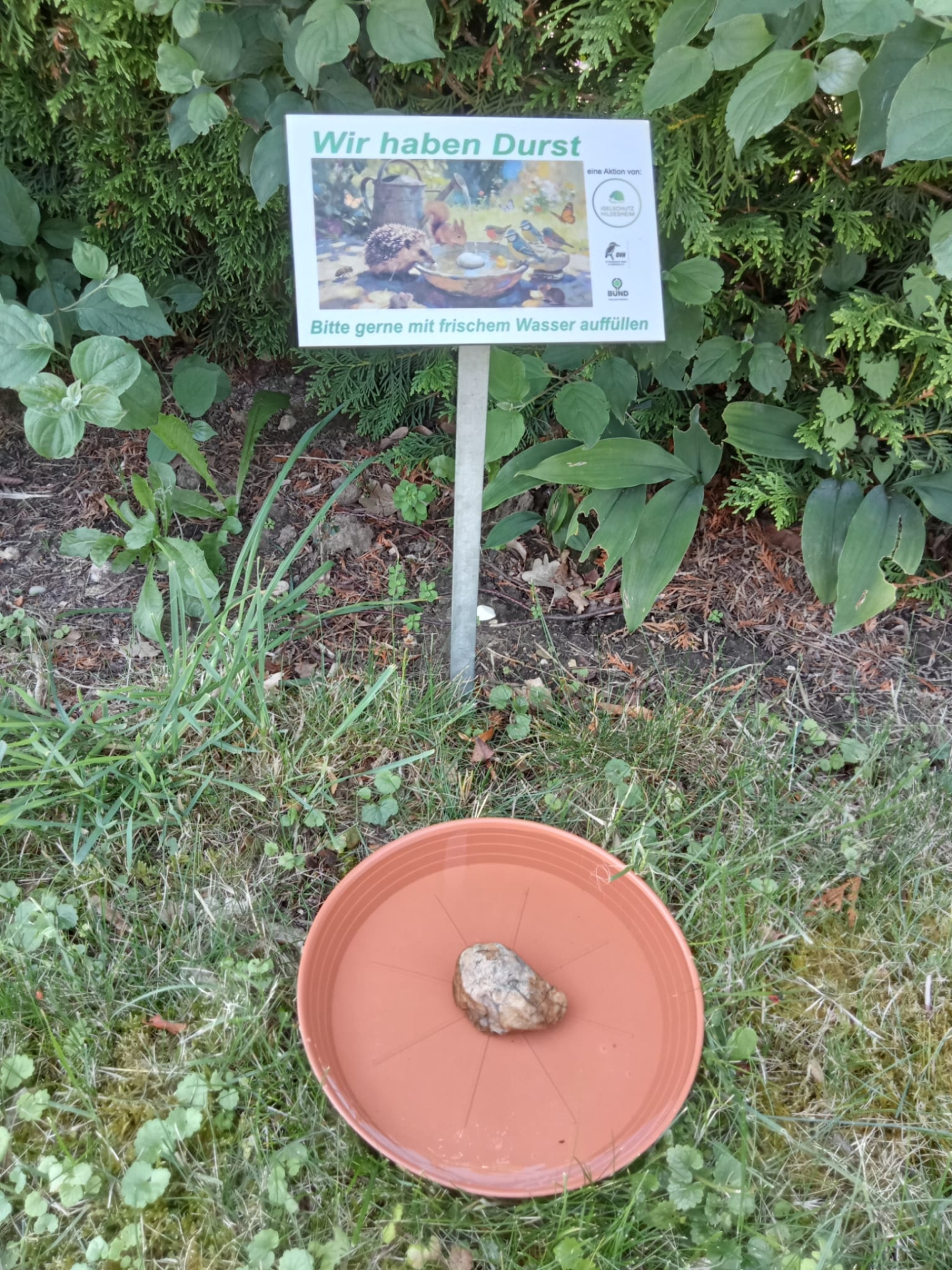Auf dem Foto sieht man einen Blumenuntersetzer mit einem Stein auf Rasen, dieser dient als Insektentränke