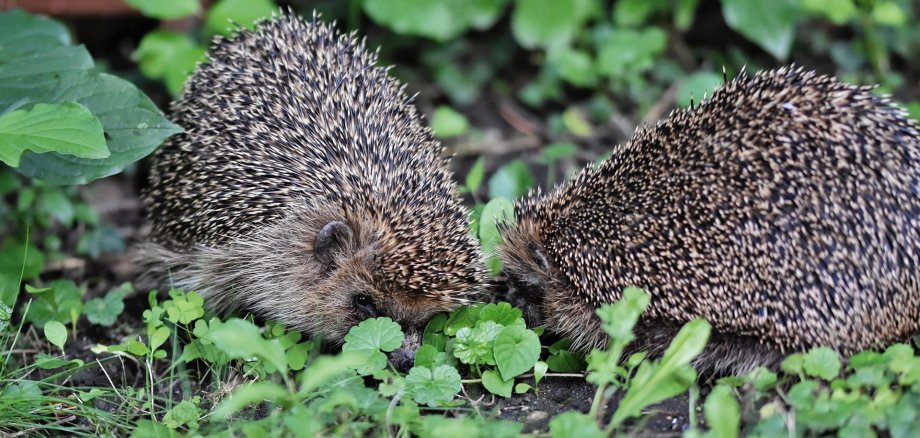 Das Foto zeigt zwei Igel bei der Annäherung