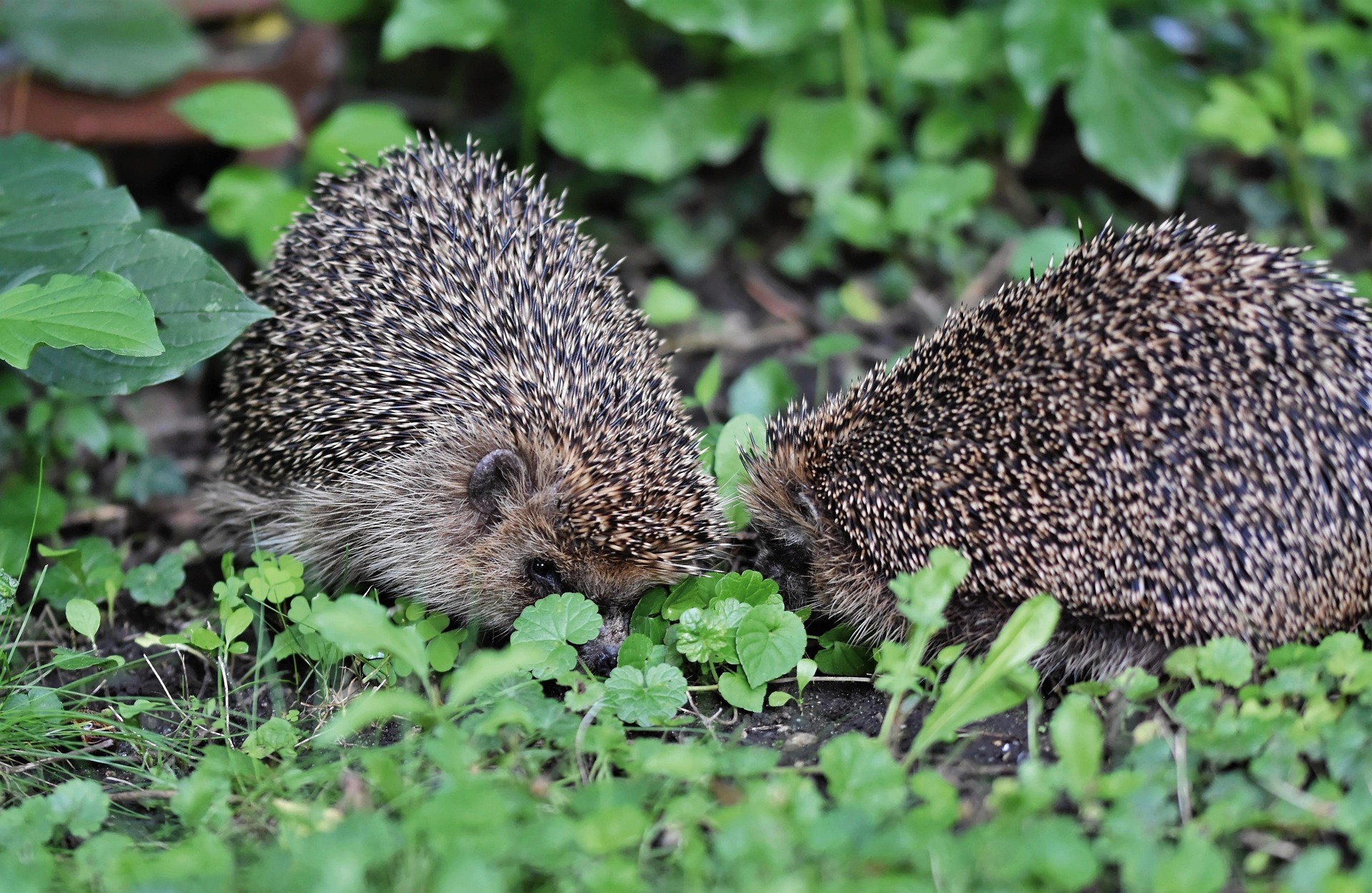 Das Foto zeigt zwei Igel bei der Annäherung