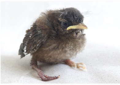 Auf dem Bild ist ein kleiner Wildvogel zu sehen