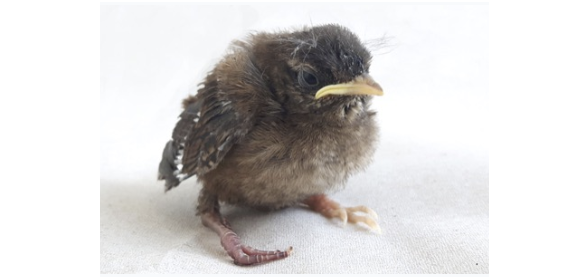 Auf dem Bild ist ein kleiner Wildvogel zu sehen